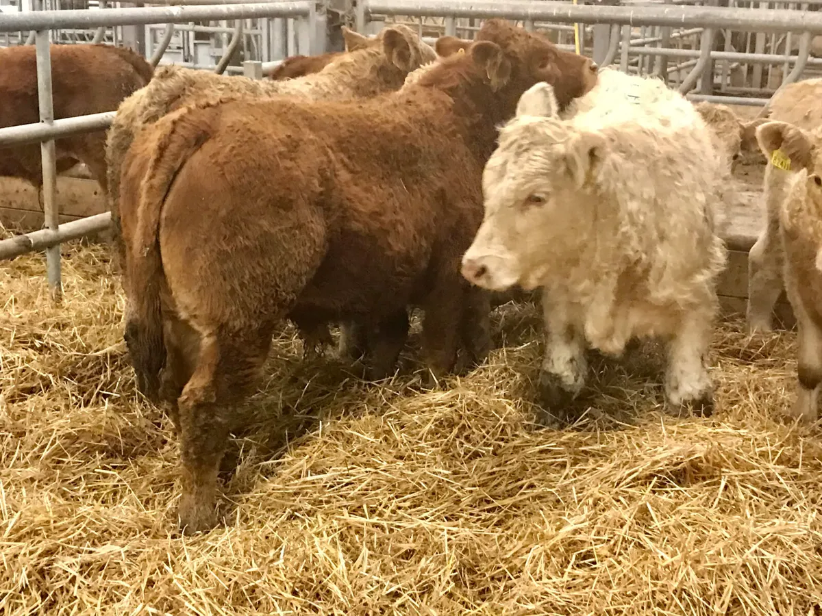 300kg  Bullocks @ Leinster Livestock - Image 1