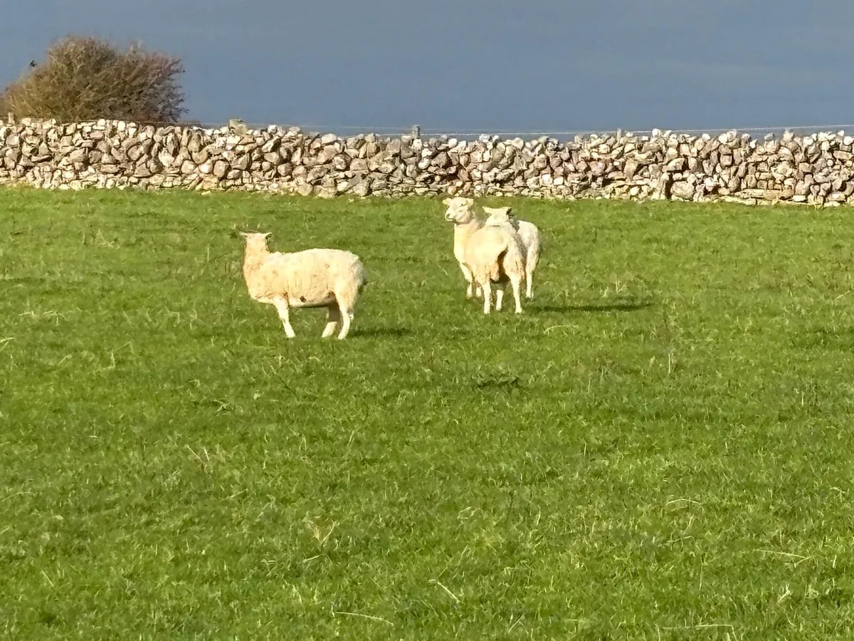 Easycare Ewes - Image 1