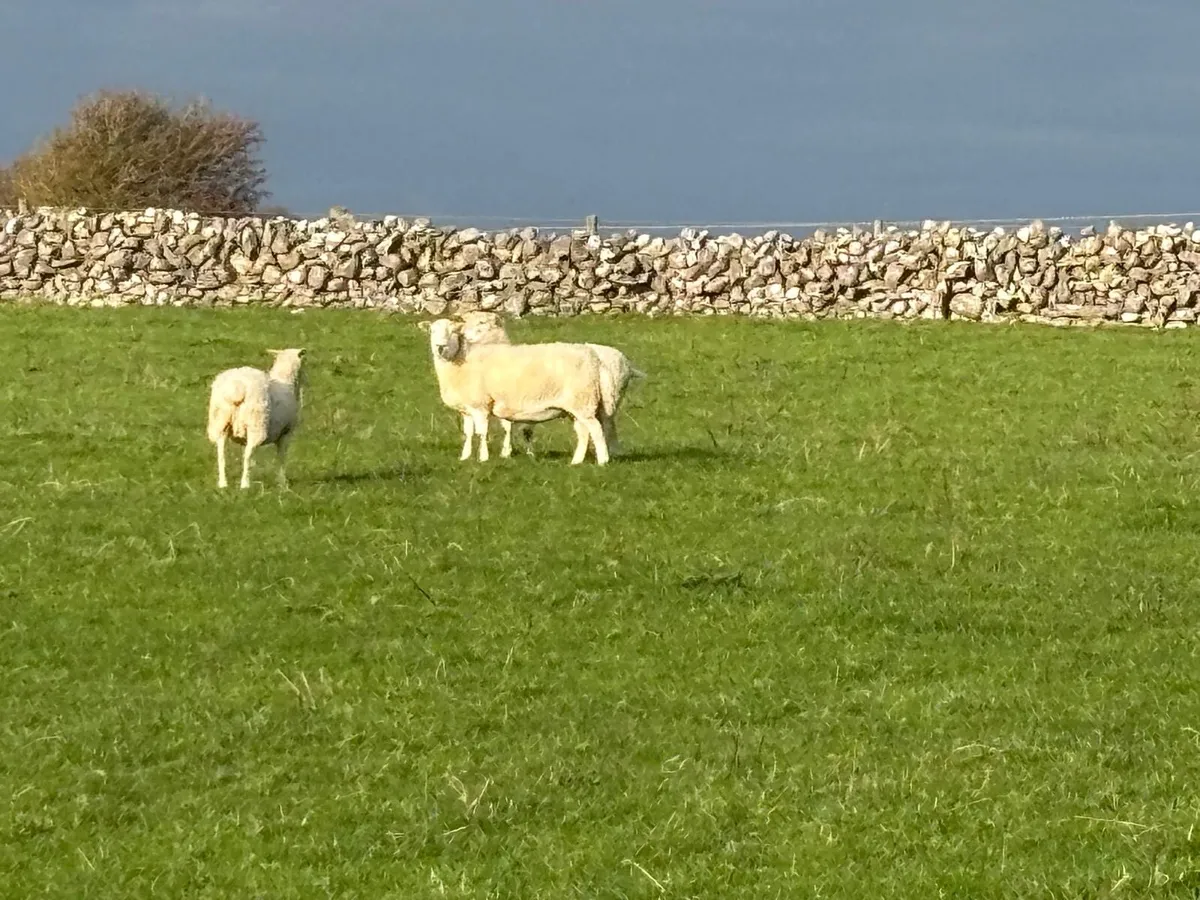 Easycare Ewes - Image 2