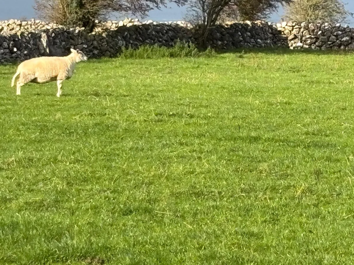 Easycare Ewes - Image 3