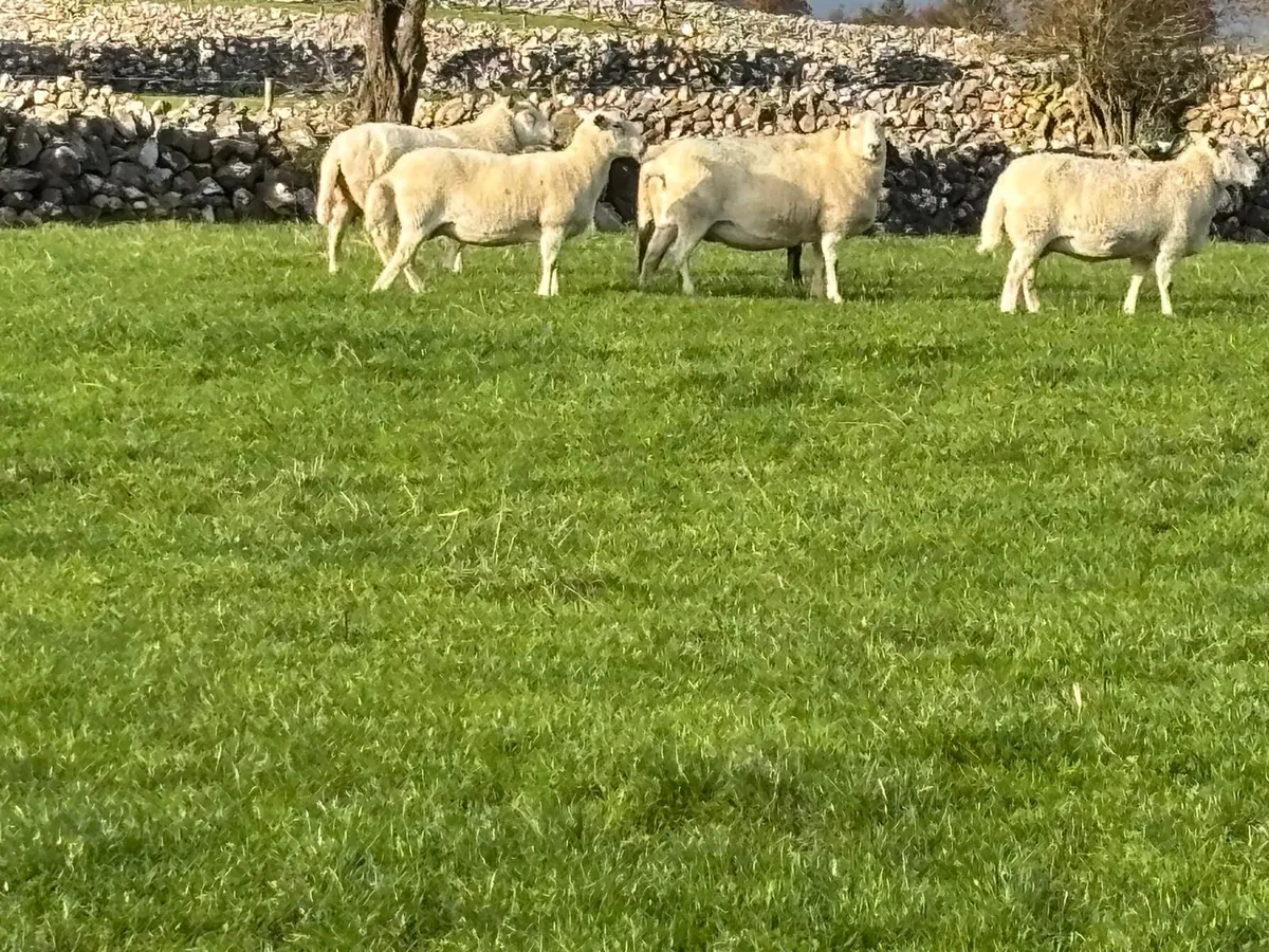 Easycare Ewes - Image 4