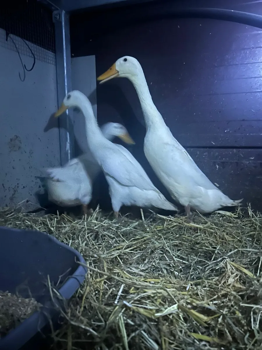 Indian Runner Duck - Image 1