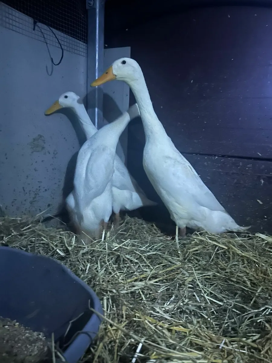 Indian Runner Duck - Image 2