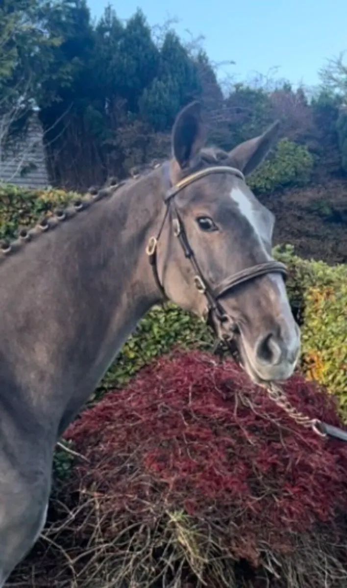 Filly foal - Image 1