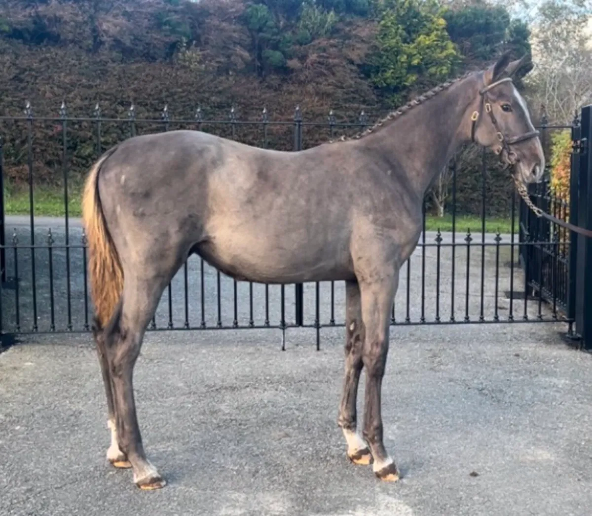 Filly foal - Image 2