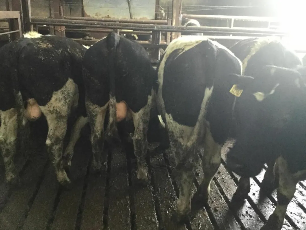 Clogheraily Pedigree British Friesian Bulls - Image 4