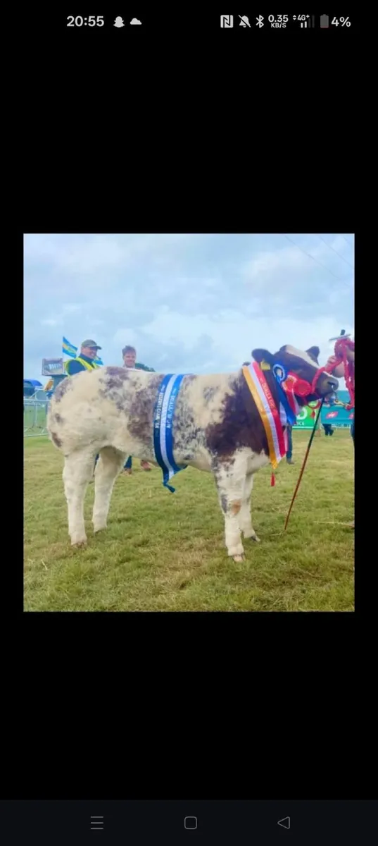 BBX IZ PRICELESS Heifer Calf - Image 2