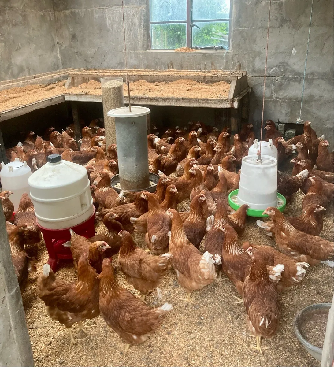 POL ISA brown Pullets , laying hens. Poultry - Image 1