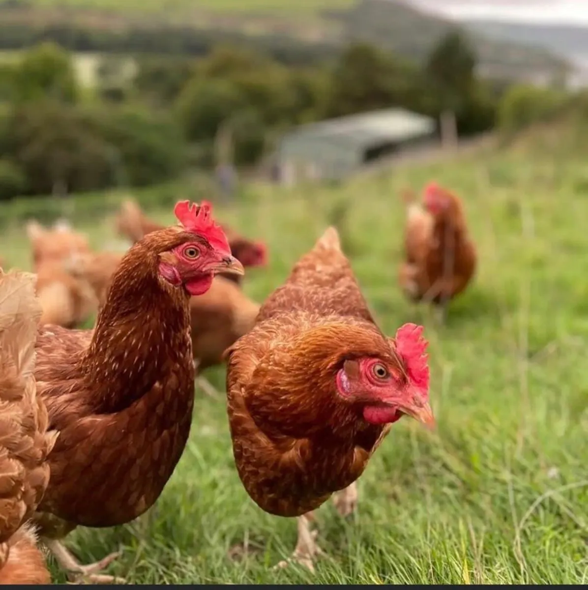 POL ISA brown Pullets , laying hens. Poultry - Image 2