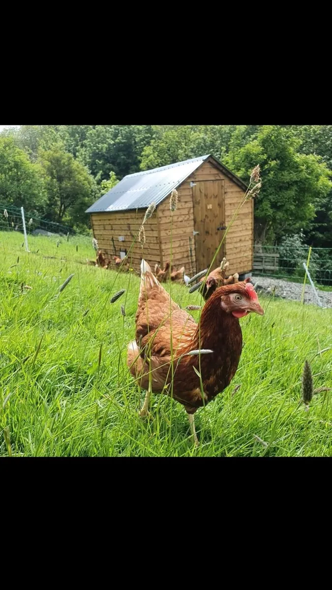 POL ISA brown Pullets , laying hens. Poultry - Image 3