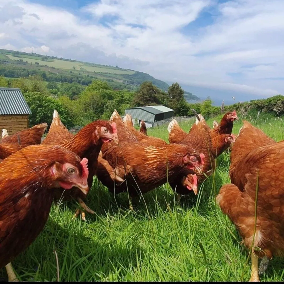 POL ISA brown Pullets , laying hens. Poultry - Image 4