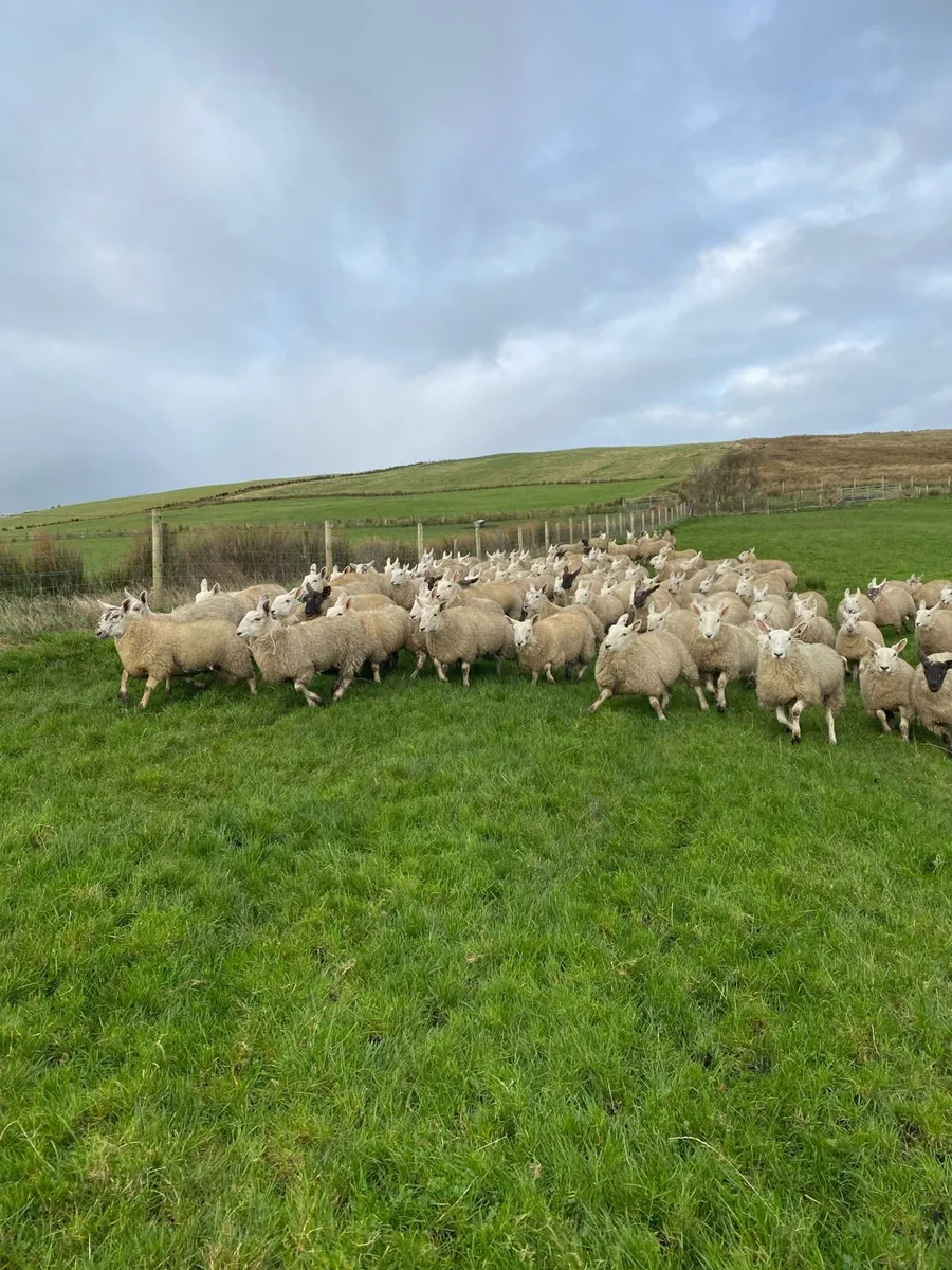 North Country Cheviot Ewe Lambs - Image 2
