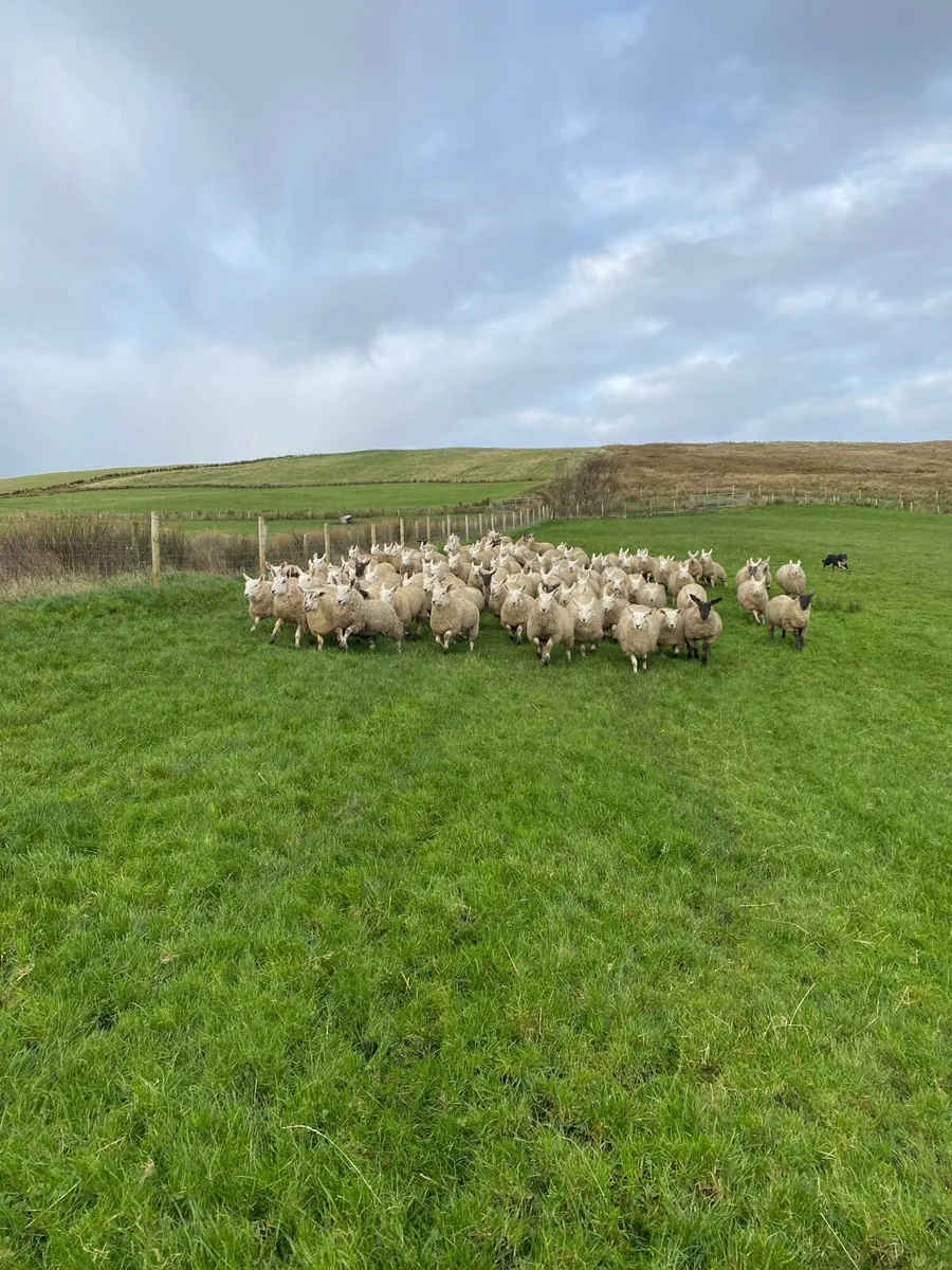 North Country Cheviot Ewe Lambs - Image 1