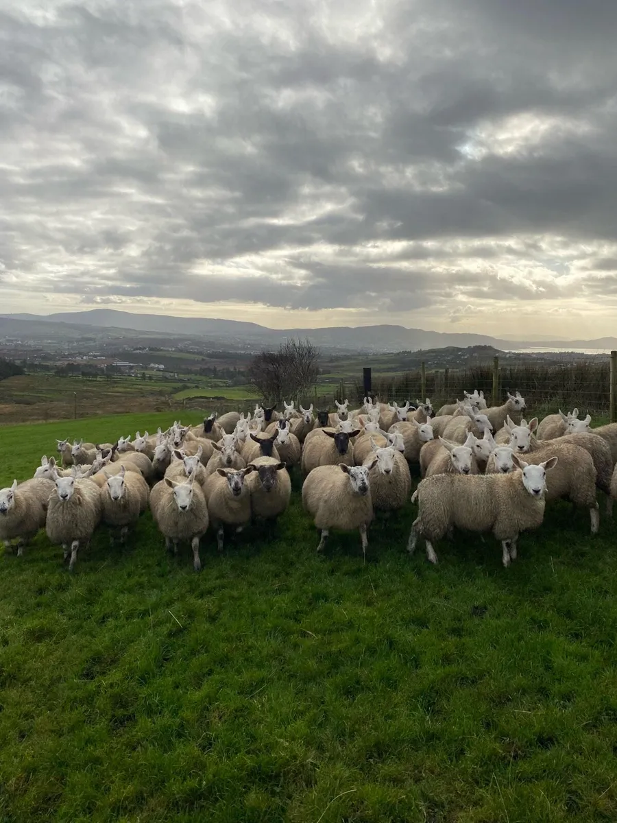 North Country Cheviot Ewe Lambs - Image 3