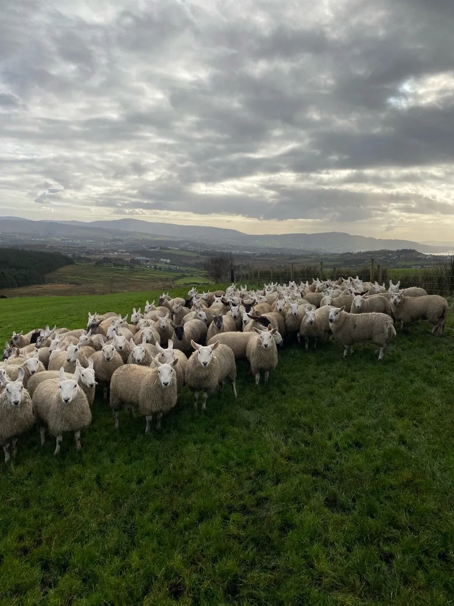 North Country Cheviot Ewe Lambs - Image 4
