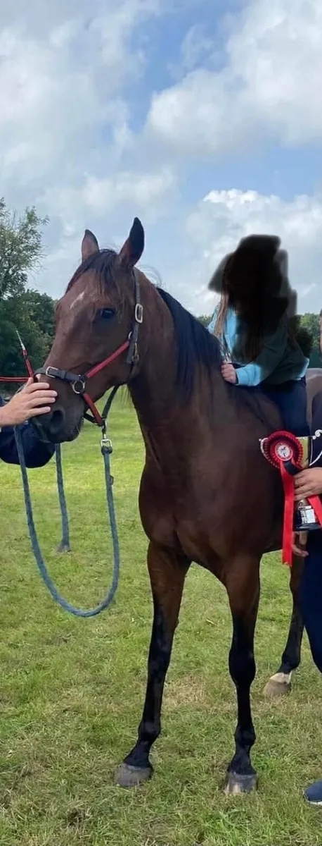 Companion/Happy Hacker Gelding - Image 1