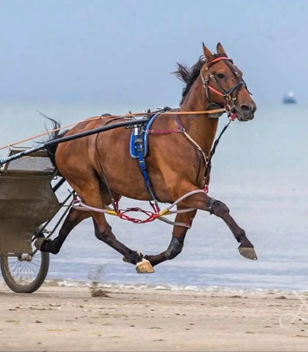 Companion/Happy Hacker Gelding - Image 2