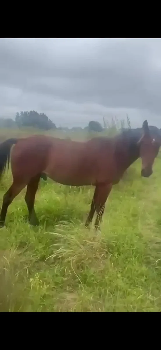 Companion/Happy Hacker Gelding - Image 3