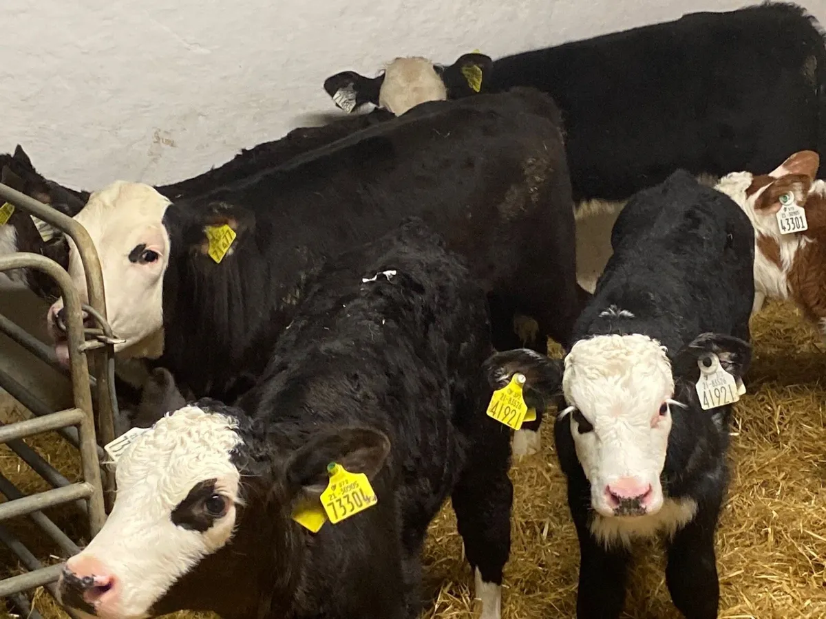 8 Super Strong HEX Heifer Calves - Image 1