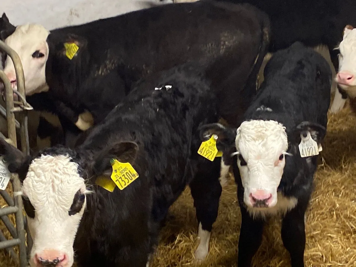 8 Super Strong HEX Heifer Calves - Image 2