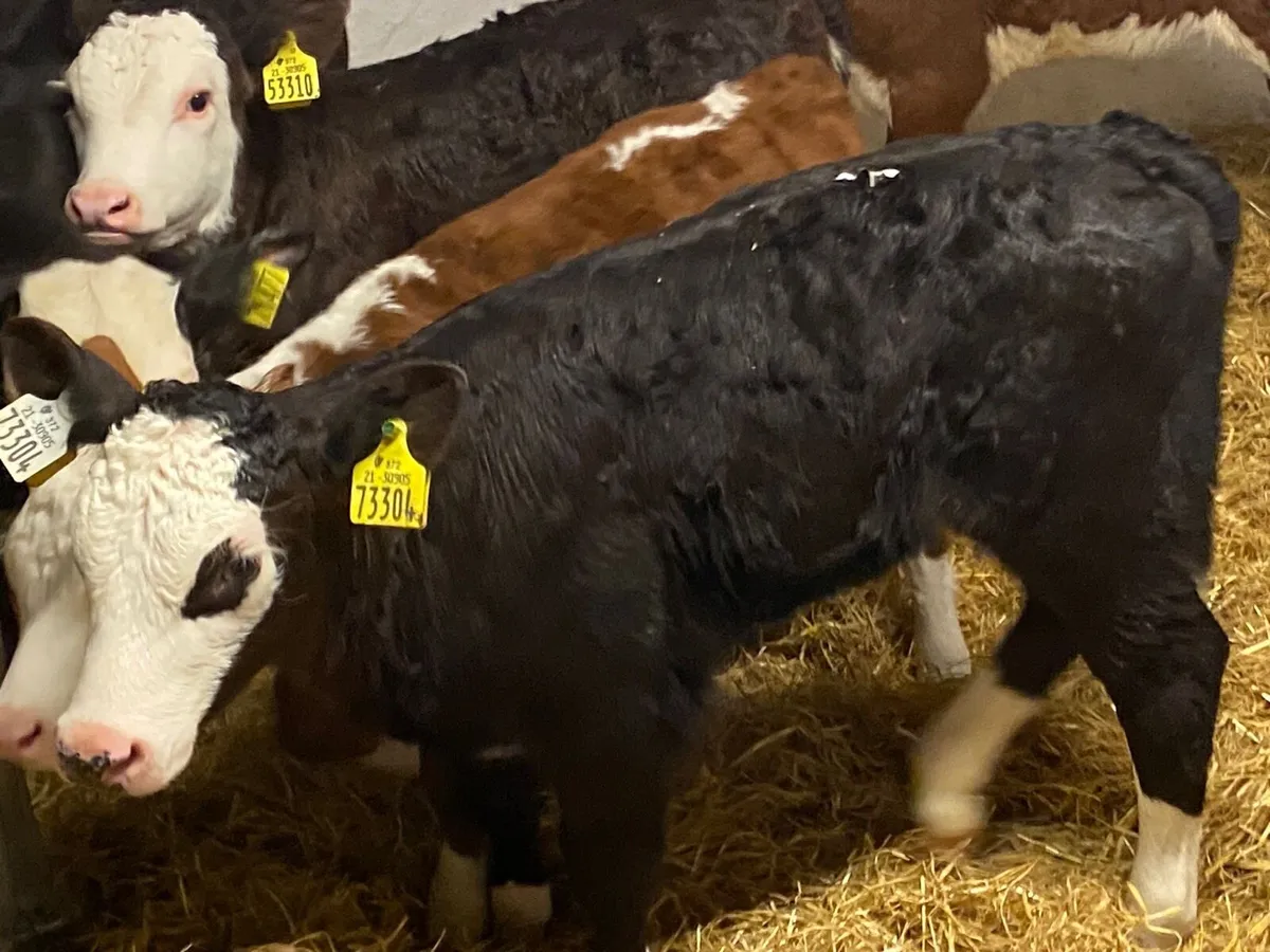 8 Super Strong HEX Heifer Calves - Image 3