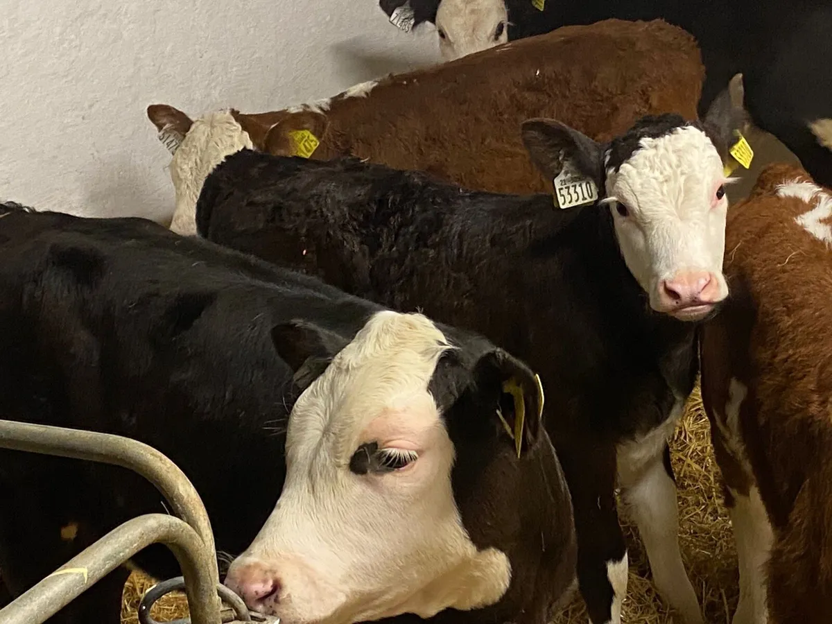 8 Super Strong HEX Heifer Calves - Image 4