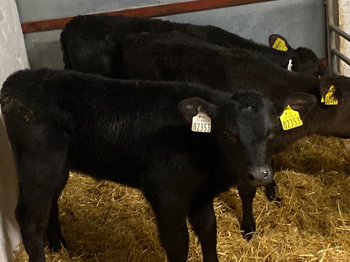 SUPER AAX HEIFER CALVES - Image 1