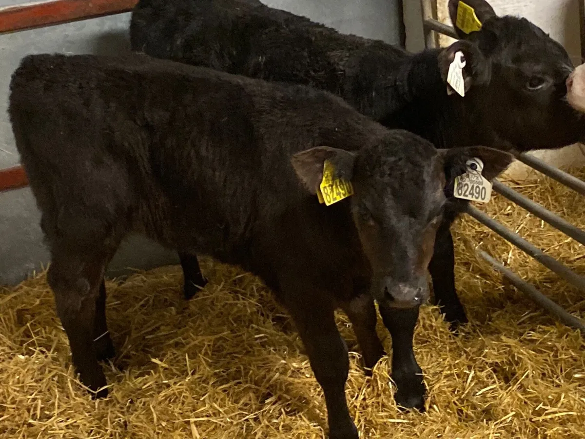 SUPER AAX HEIFER CALVES - Image 2