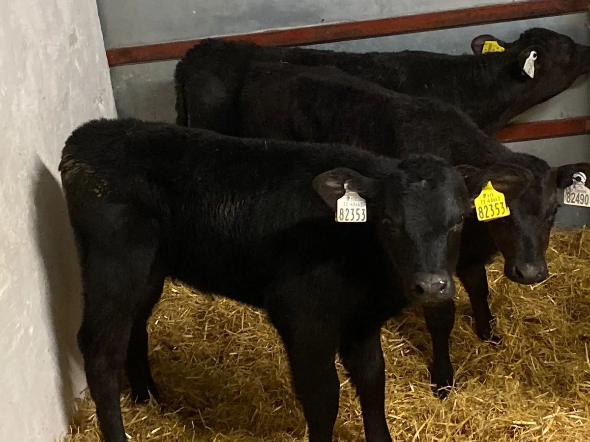 SUPER AAX HEIFER CALVES - Image 3