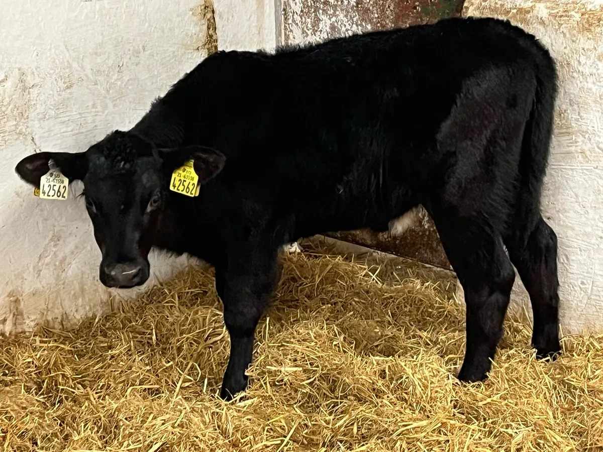 SUPER AAX HEIFER CALVES - Image 4