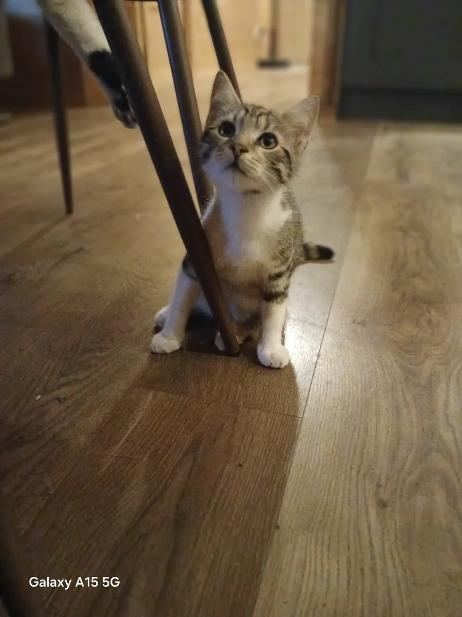 2 male kittens - Image 1