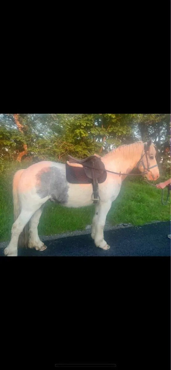 Cob (gelding) 15.1hh Blue & White - Image 1