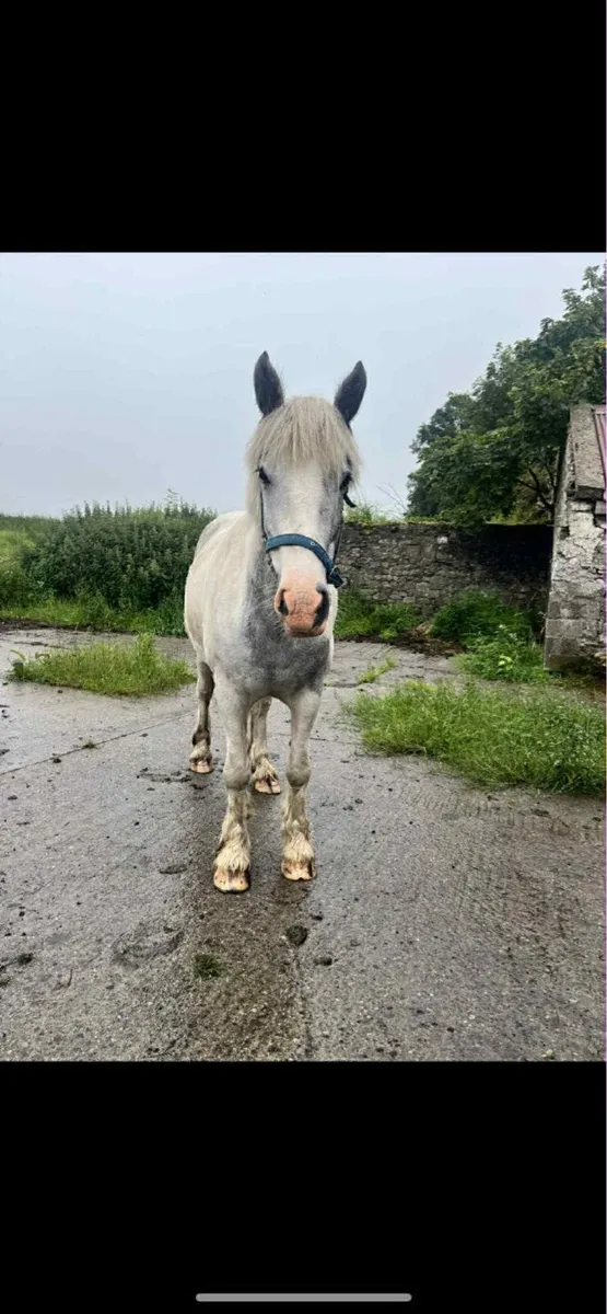 Cob (gelding) 15.1hh Blue & White - Image 2