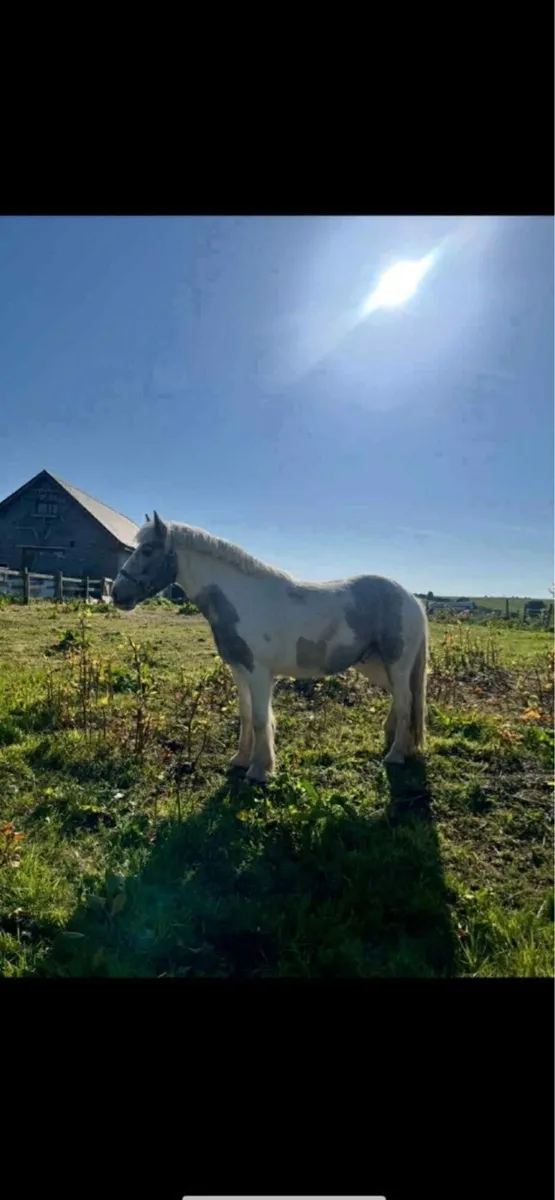 Cob (gelding) 15.1hh Blue & White - Image 4