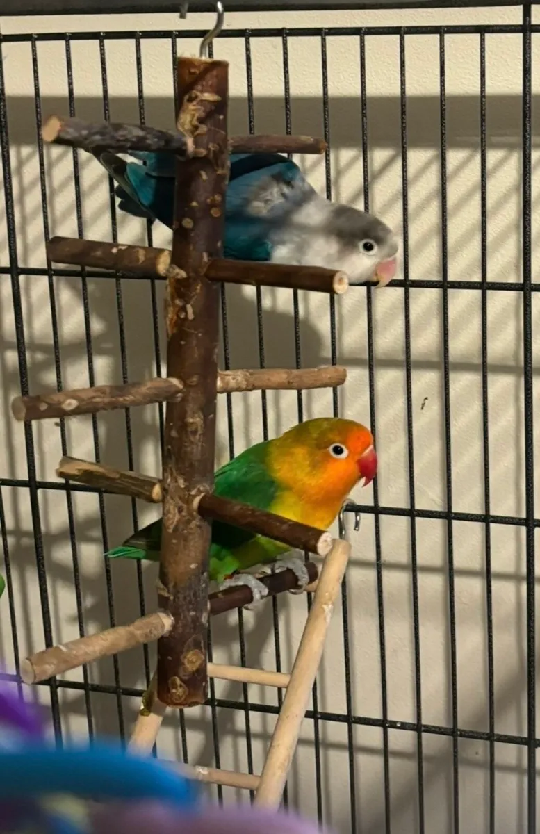 Lovebirds & XL Birdcage - Image 4