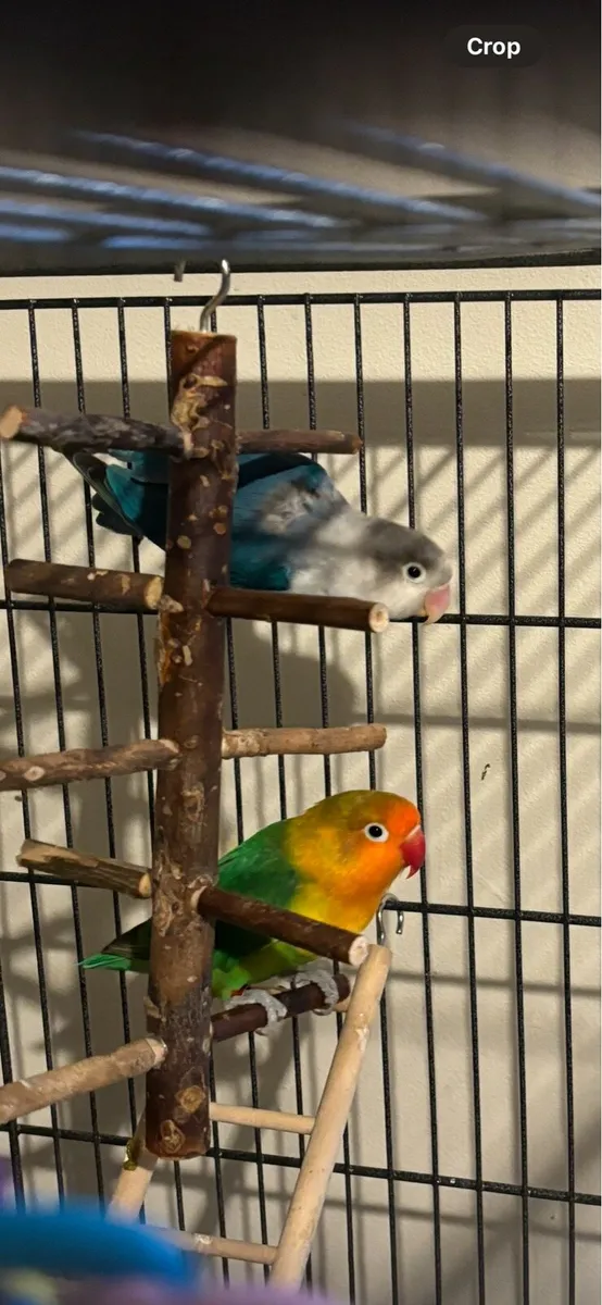 Lovebirds & XL Birdcage - Image 1