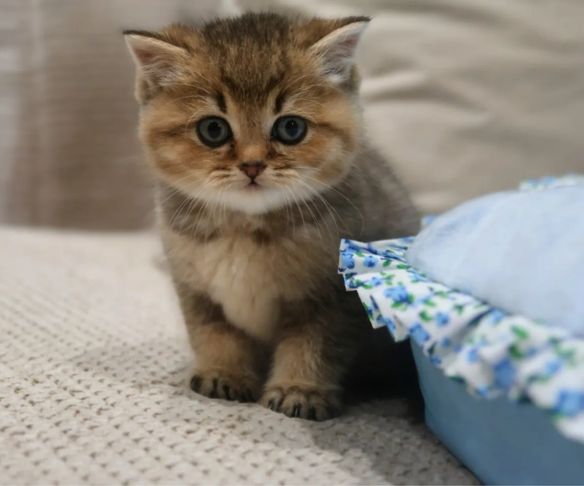 GCCFI Registered British Shorthair Kittens - Image 4