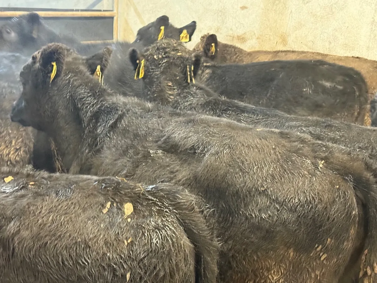 12 ABERDEEN ANGUS BULLOCKS ( HOMEBRED) - Image 3