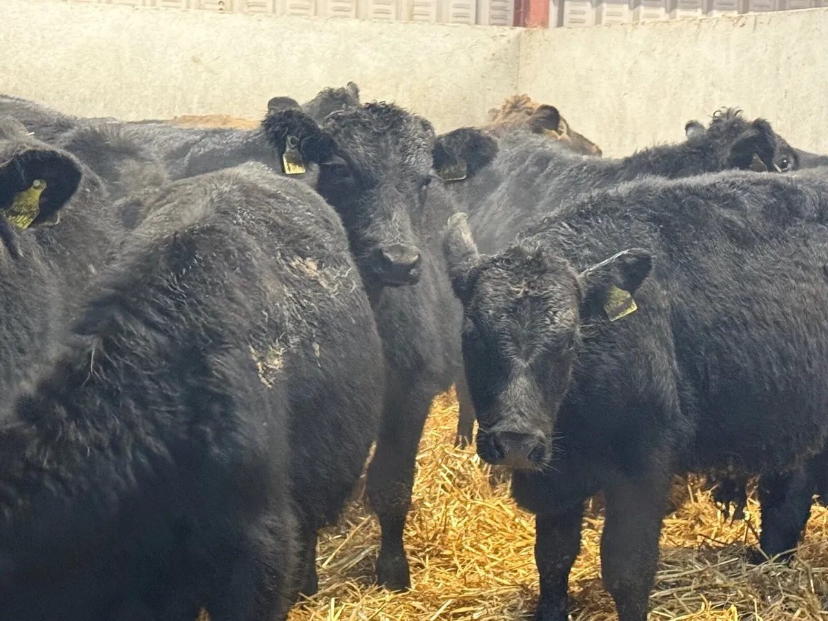 12 ABERDEEN ANGUS BULLOCKS ( HOMEBRED) - Image 1