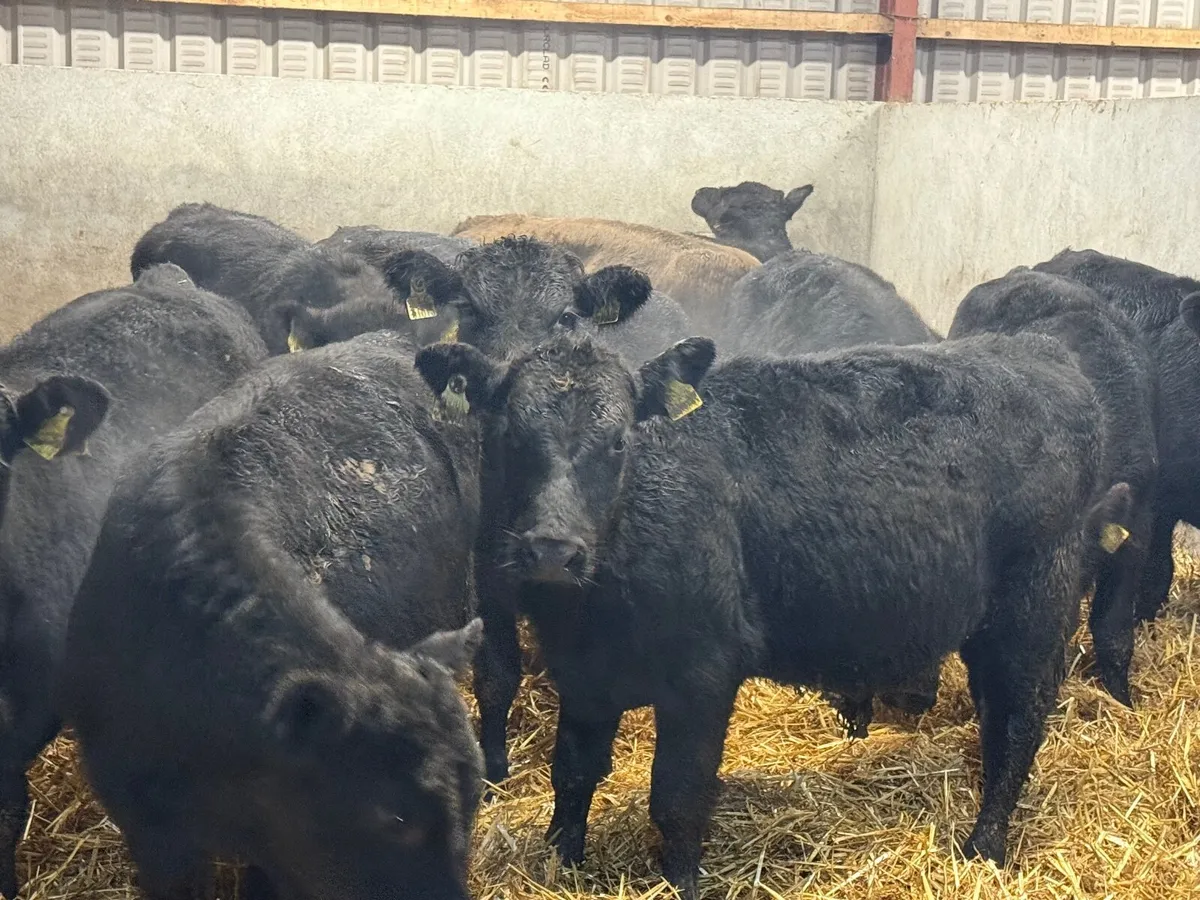 12 ABERDEEN ANGUS BULLOCKS ( HOMEBRED) - Image 2