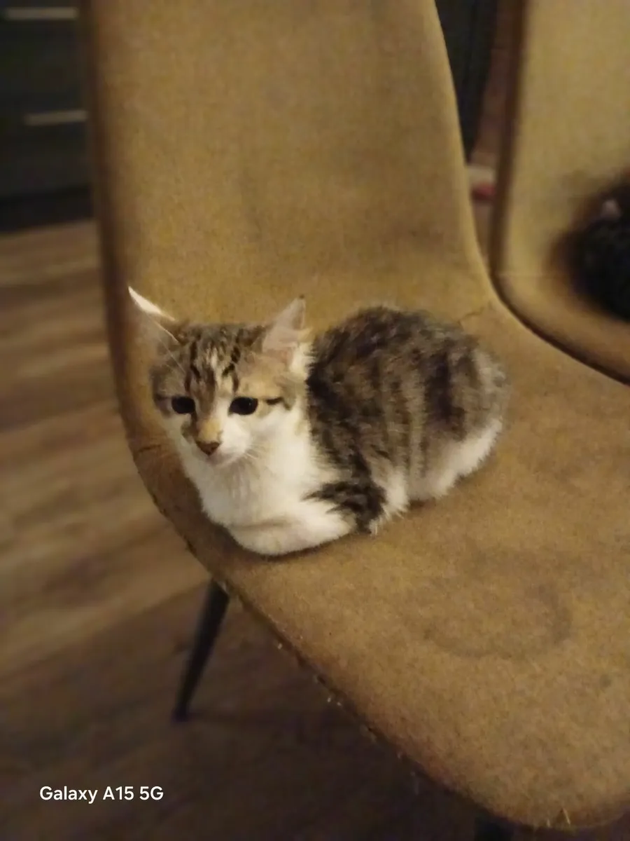 2 male kittens - Image 2