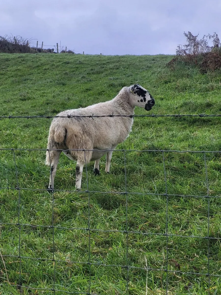 Ewes in lamb - Image 2