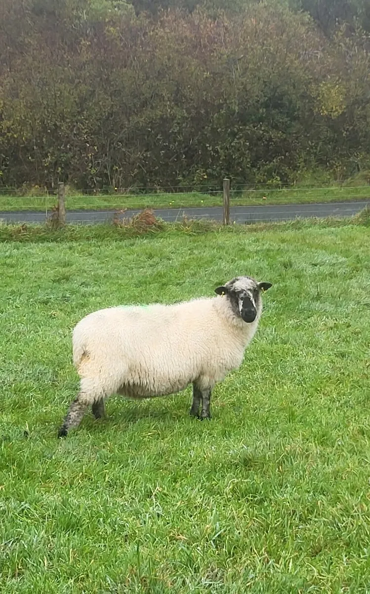 Ewes in lamb - Image 1