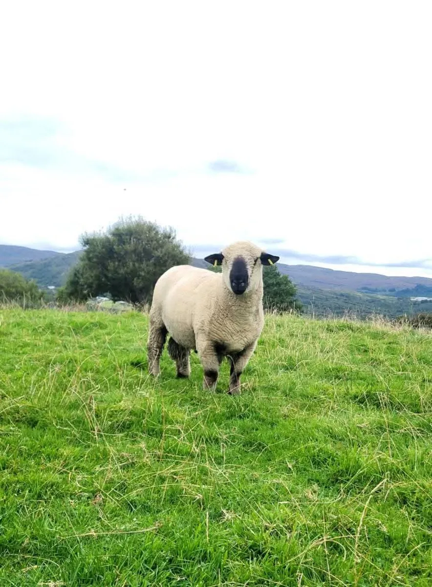 Ewes in lamb - Image 3