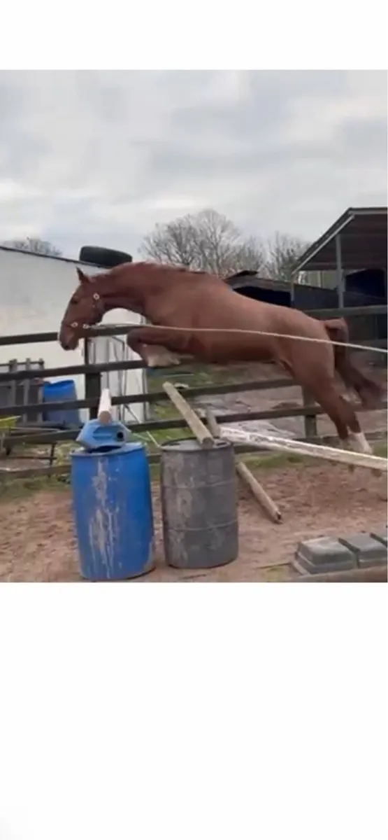 Potential Hunt Horse - Image 1