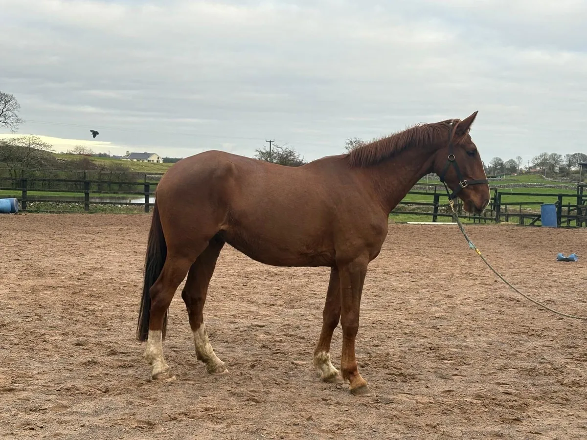 Potential Hunt Horse - Image 2