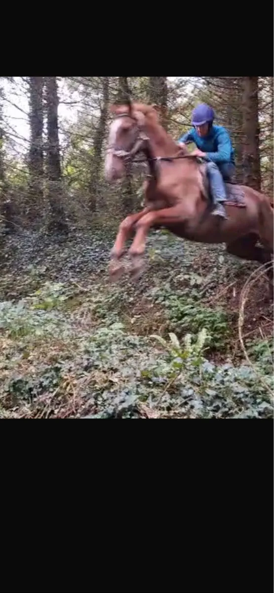 Potential Hunt Horse - Image 3