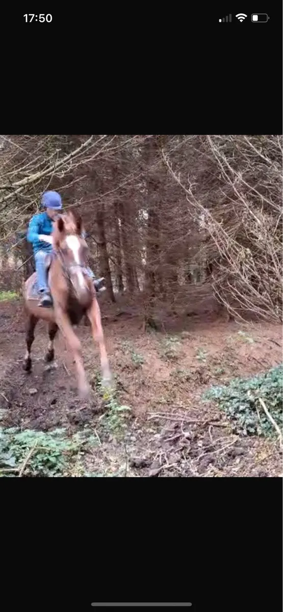 Potential Hunt Horse - Image 4