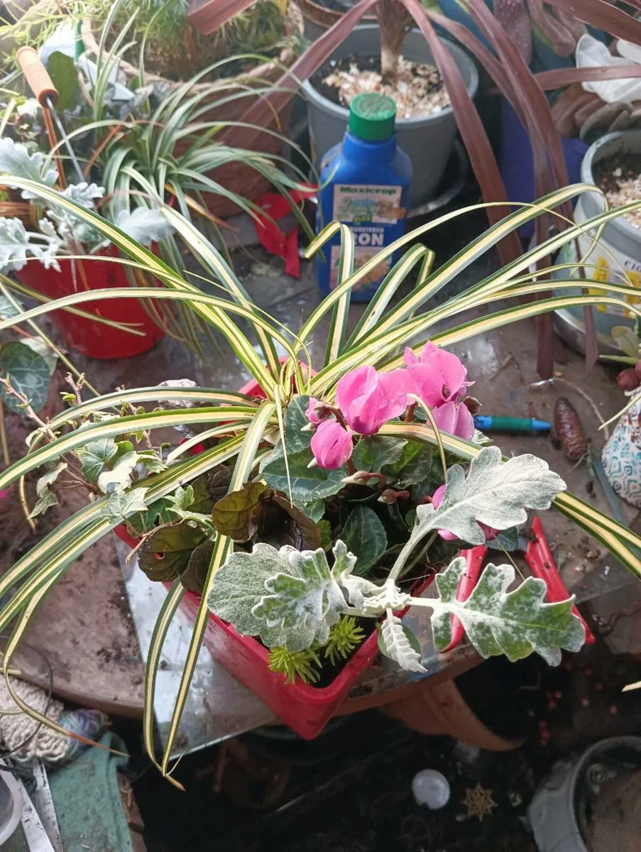 Beautiful pots ,full lovely for grave or just gift - Image 2