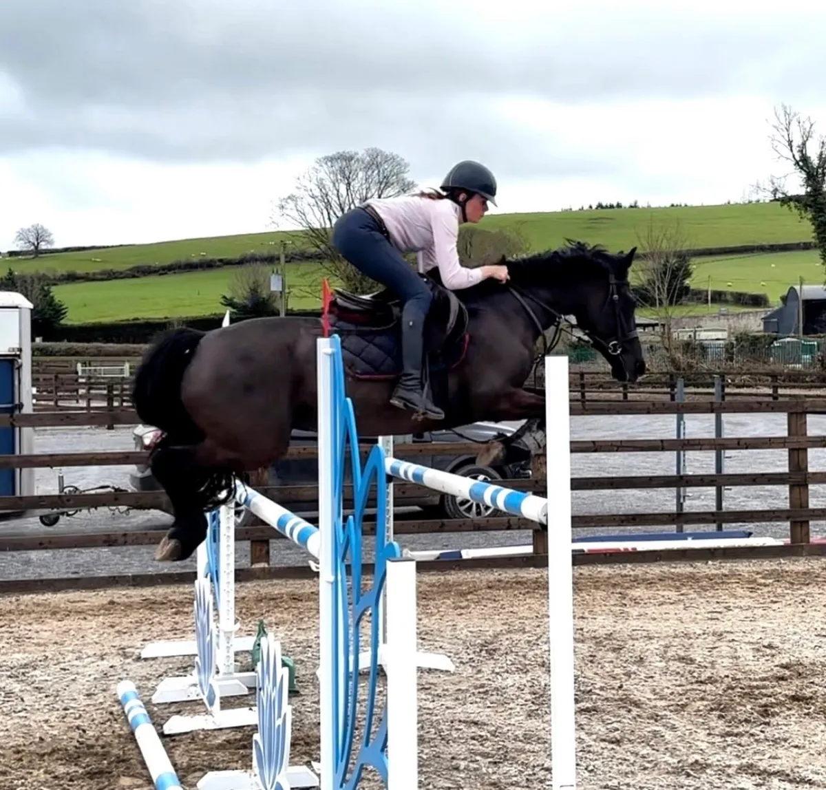 Connemara Performance Pony - Image 1